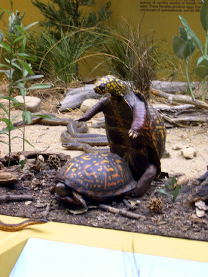 Chiếc mai của rùa cái khiến rùa đực rơi vào tình thế rất "chênh vênh". Chúng thường xuyên bị mất thăng bằng...