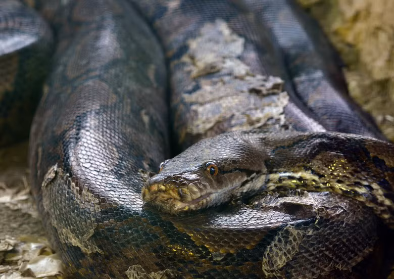 Trăn gấm (Python reticulatus) là loài có kích thước "khủng", có thể dài tới 6 – 7m. Chúng có đầu nhỏ dài, môi có nhiều lỗ cảm giác, da màu vàng be hay vàng nâu với những vân xám đen nối với nhau làm thành những mắt lưới. Chúng là loài bò sát bơi giỏi, sống ở gần môi trường nước, hoạt động về đêm, ăn nhiều loại động vật khác nhau. Mỗi lứa trăn mẹ có thể đẻ tới 100 trứng. Trứng nở sau khoảng hai tháng rưỡi đến 3 tháng. Con non mới nở dài khoảng 60 đến 75cm.