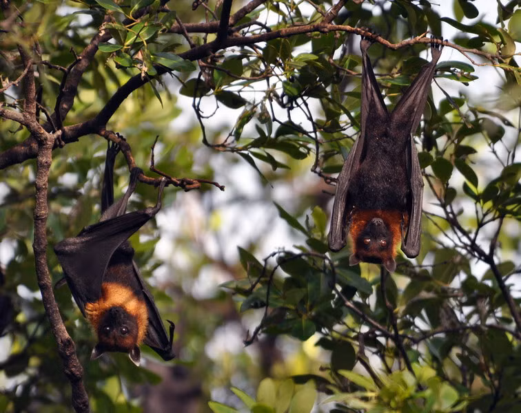 Nặng tới 1kg, dơi ngựa lớn (Pteropus vampyrus Linnaeus) là một loài dơi khổng lồ tập trung nhiều tại U Minh Thượng. Loài dơi này sống thành đàn lớn trên cành cây ở rừng ngập mặn, ban ngày treo mình ngủ trên cành cây, ban đêm bay những quãng đường dài để tìm thức ăn. Thức ăn chủ yếu của loài này là quả hoặc mật hoa như chôm chôm, xoài, sầu riêng... Chúng là tác nhân thụ phấn hoa của nhiều loài cây rừng và cây ăn quả.