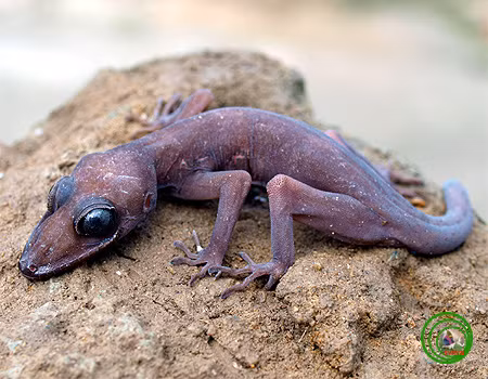 Trong một số điều kiện sống nhất định, thằn lằn ngón đen (Cyrtodactylus nigriocularis) có thể chuyển cơ thể mình sang màu tím. Loài bò sát này mới được các nhà khoa học Việt Nam và Nga công bố tháng 3/2006. Chúng được ghi nhận ở núi Bà Đen, Tân Châu, Dương Minh Châu và thị xã Tây Ninh, tỉnh Tây Ninh. Ảnh: Vncretures.net.