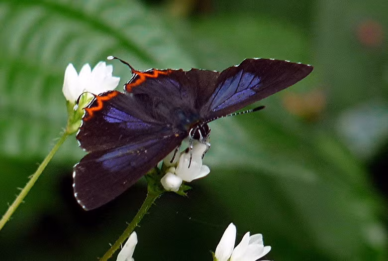 Với mặt cánh trên màu tím than điểm những mảng ánh kim màu tím lấp lánh, Bướm tím sa-phi-a (Heliophorus ila) là một loài bướm đẹp được nhiều nhà sưu tập săn lùng. Ở Việt Nam loài bướm này phân bố ở một số tỉnh phía Bắc ở các khu rừng thường xanh thuộc Vườn quốc gia Xuân Sơn, Cao Bằng, Tuyên Quang…