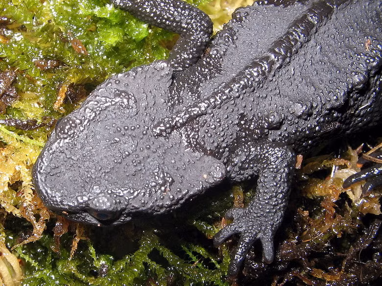 Việc tiếp tục phát hiện cá cóc sần tại huyện miền núi Thanh Sơn (cách vị trí trước đó 30km) đã mở rộng địa bàn phân bố của loài động vật náy ở Việt Nam, một tín hiệu vui với các nhà khoa học.