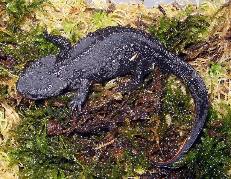 Ngày 6/8 vừa qua, một nhóm cá thể cá cóc sần đặc biệt quý hiếm đang sinh sống ở độ cao 700m so với mực nước biển đã được phát hiện tại khu vực rừng nguyên sinh núi Hem nằm trên địa bàn của xã Hương Cần, huyện Thanh Sơn, tỉnh Phú Thọ.Ảnh: Internet.