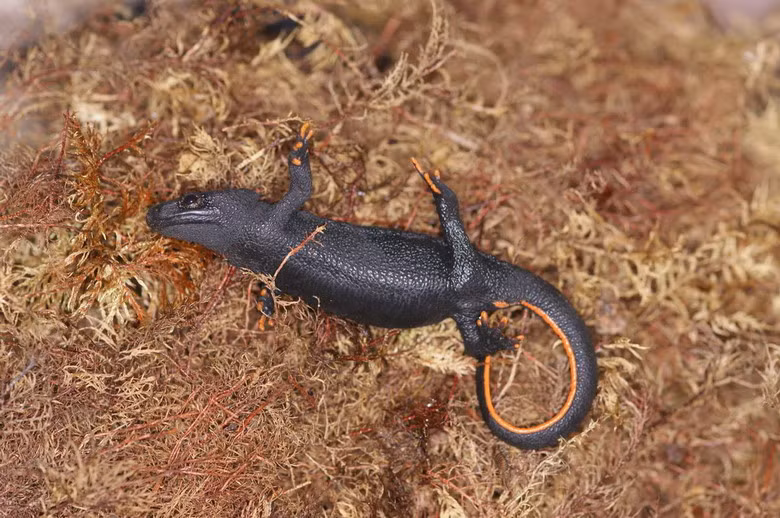 Cá cóc chính là loài động vật đã giúp các nhà khoa học quốc tế tìm ra nguyên lý tế bào gốc được áp dụng rất hiệu quả trong y học.