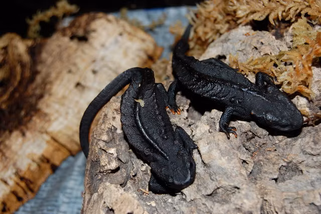 Cá cóc sần từng được ghi nhận tại vùng núi thuộc các tỉnh Hà Giang, Cao Bằng, Lạng Sơn và Bắc Giang. Gần đây chúng mới phát hiện ở Vườn quốc gia Xuân Sơn Phú Thọ.