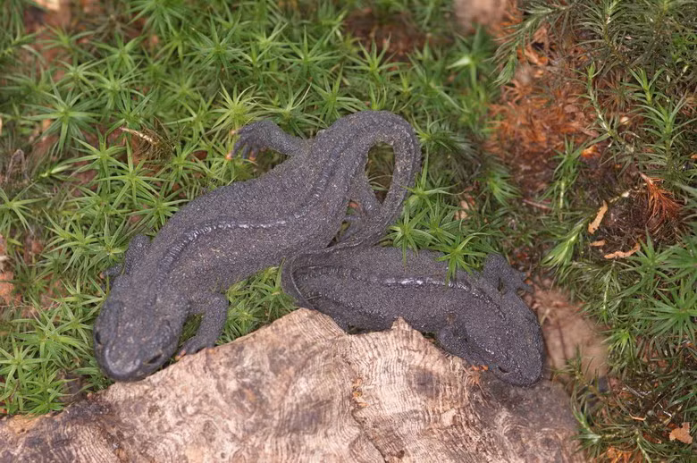 Thức ăn của chúng là các loài giun, côn trùng và một số loài động vật không xương sống khác. Mùa sinh sản từ tháng 4 đến tháng 7. Mỗi lần đẻ từ 30 đến 60 trứng.