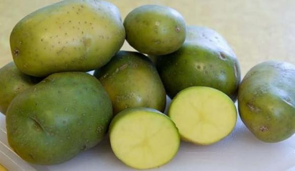  Khoai tây xanh: Khoai tây chuyển sang màu xanh là quá trình hoàn toàn tự nhiên nhưng cũng cảnh báo hợp chất gây hại solanine. Một người nặng 50kg ăn 100g khoai tây có solanine có thể bị ngộ độc. Tuy nhiên, tình trạng ngộ độc nặng hay nhẹ còn tùy thuộc vào nồng độ solanine trong củ cao hay thấp, hoặc người ăn là trẻ em, thấp bé...