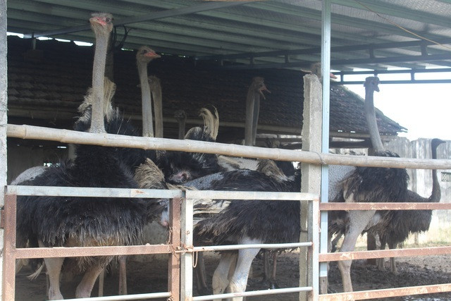 'Danh lieu' nuoi da dieu Chau Phi lao nong lai 500 trieu dong