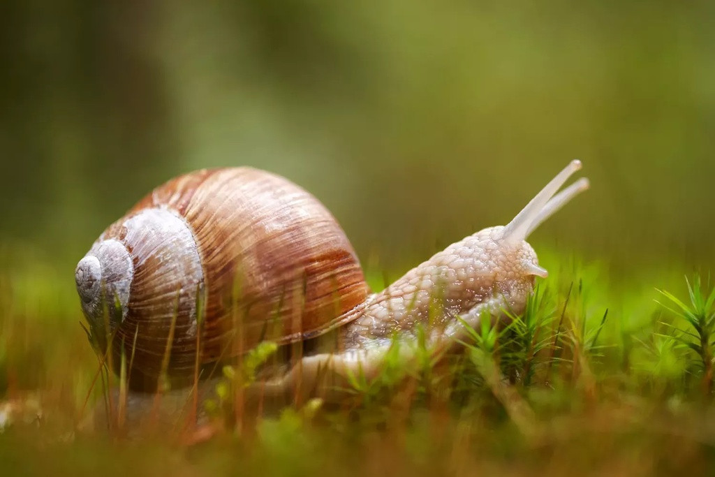  Sirô ốc sên - Đức: Theo Travel and Leisure, ốc sên từ xa xưa được sử dụng để điều trị long đờm, làm dịu cổ họng khi cảm lạnh. Ngoài ra, nó cũng giúp làm đẹp, dưỡng da. Ở Đức, bạn có thể mua được loại sirô ốc sên chuẩn mà không cần kê đơn. Ảnh: Pinterest.