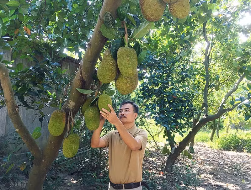 Lao nong bat ngo thang lon tien ty moi nam nho cay mit la