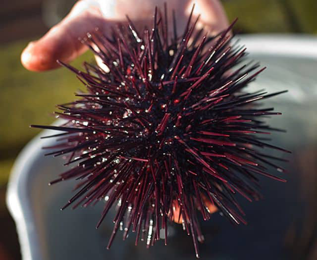 Thần dược giúp đấng mày râu vững phong độ Than duoc giup dang may rau vung phong do