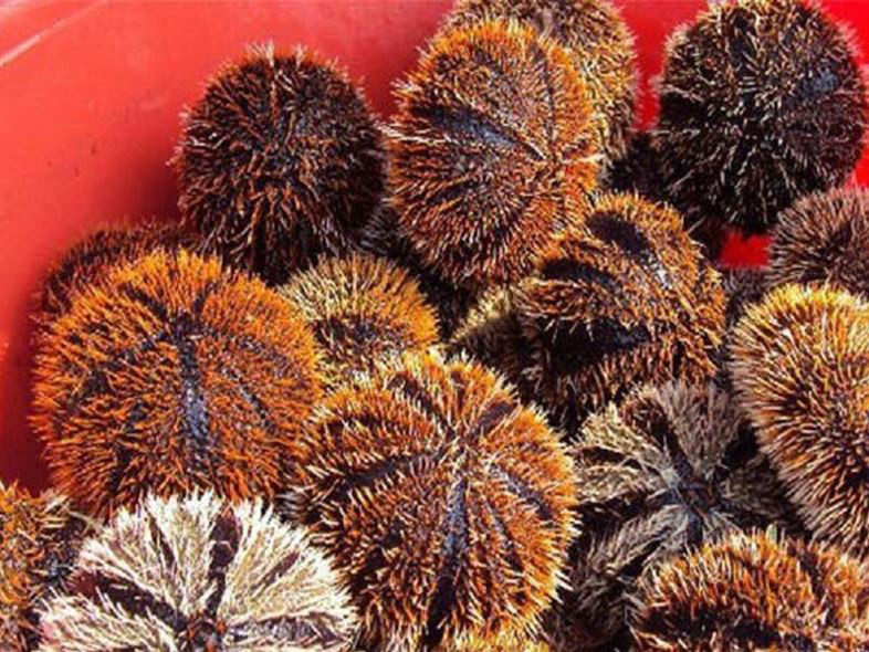 Thần dược giúp đấng mày râu vững phong độ - Hình 2 Than duoc giup dang may rau vung phong do-Hinh-2