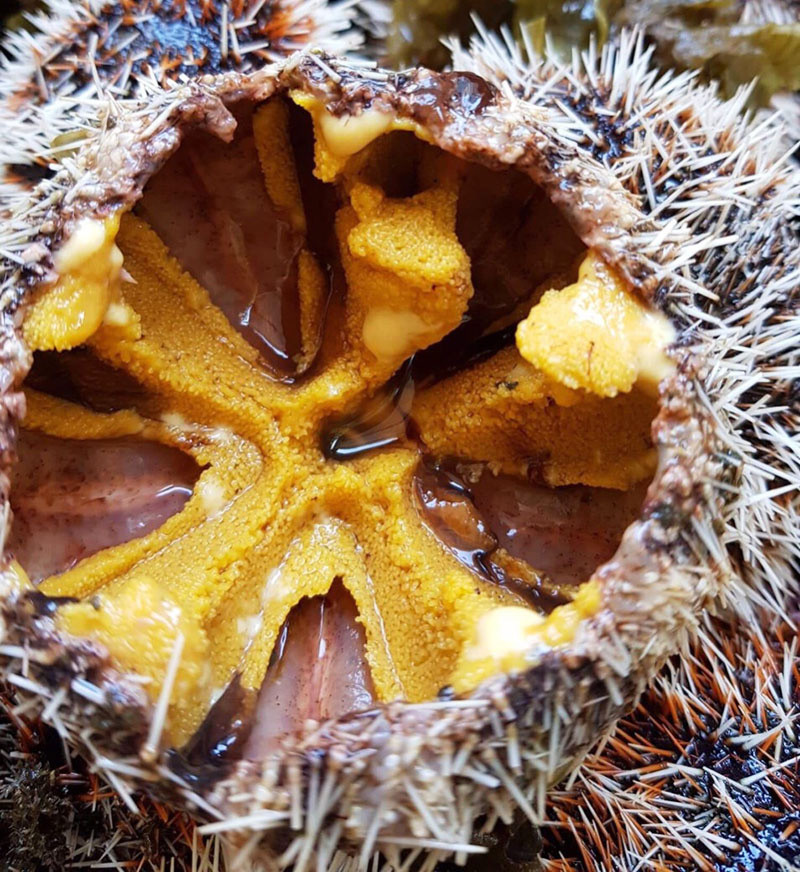 Thần dược giúp đấng mày râu vững phong độ - Hình 6 Than duoc giup dang may rau vung phong do-Hinh-6