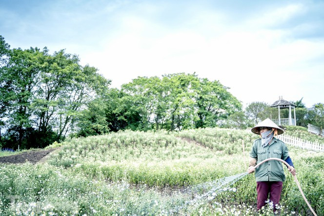 ##s### Tuy nhiên, thời gian hoa nở rộ và đẹp nhất thường chỉ khoảng 1 tuần.