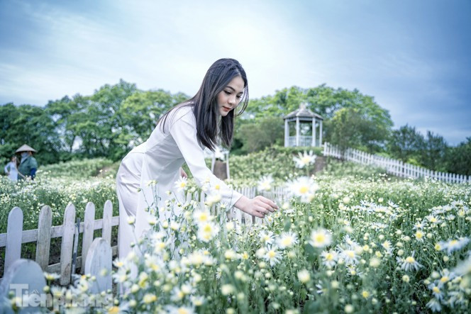 ##s###Thiếu nữ thướt tha trong bộ áo dài trắng với cúc họa mi.