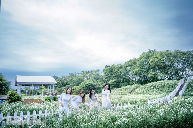 ##s###Đến hẹn lại lên, cuối tháng 10, đầu tháng 11 lại rộn ràng với cúc họa mi, màu sắc trắng tinh khôi của loài hoa này gây xôn xao khiến các thiếu nữ Hà Thành săn đón.