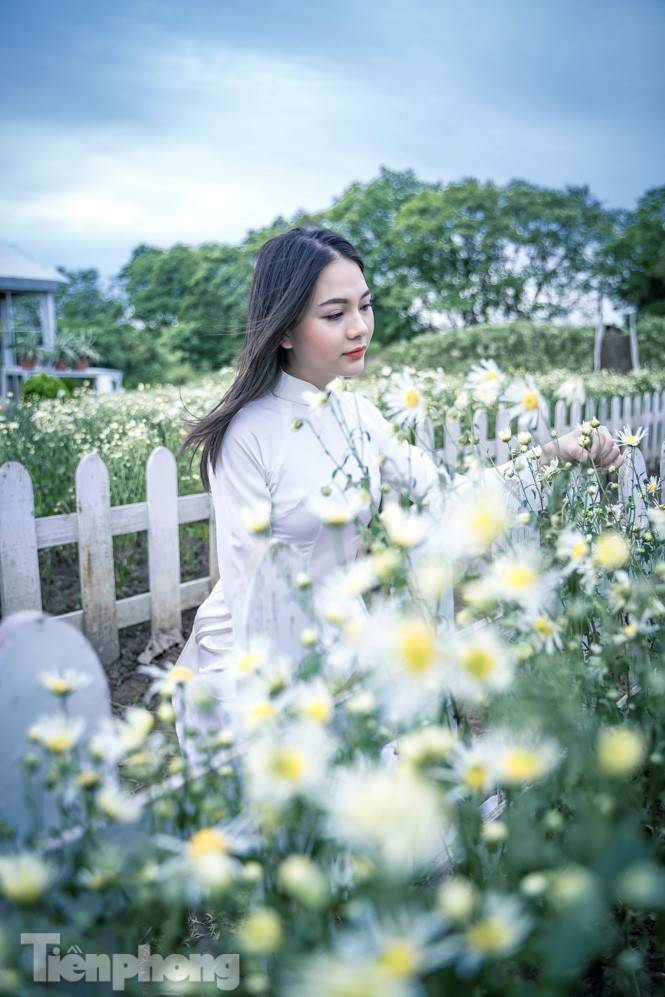 ##s###Cúc hoạ mi là loại hoa dễ trồng, thời gian nở khoảng vài tuần. Hoa màu trắng muốt, nhuỵ vàng, mang vẻ đẹp vừa hoang dại, vừa lãng mạn, được nhiều người yêu thích