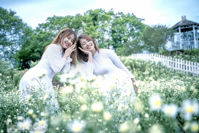 ##s###Tại khu vực Hà Nội rất nhiều nơi trồng loài hoa này trên các bãi đất ven sông Hồng. Ghi nhận ở cánh đồng 3.000m2 Thảo nguyên hoa (đường Thạch Cầu, Long Biên) đón nhận những bông cúc họa mi bung nở sớm.