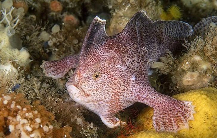 Cai chet cua mot con ca “chan dong” ca dai duong