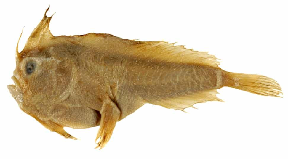 Cai chet cua mot con ca “chan dong” ca dai duong-Hinh-2