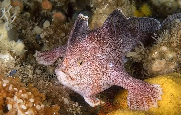 Cai chet cua mot con ca “chan dong” ca dai duong