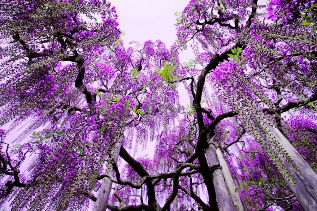 Những con giáp nữ số phận định sẵn giàu sang - Hình 3 Nhung con giap nu so phan dinh san giau sang-Hinh-3