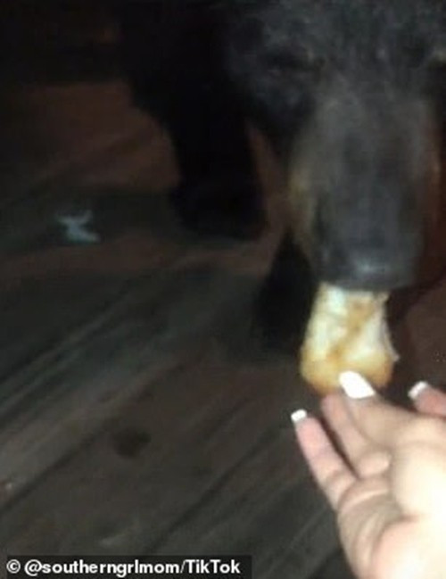 Trả giá vì cho gấu ăn dưa hấu rồi chụp ảnh khoe trên mạng - Hình 2 Tra gia vi cho gau an dua hau roi chup anh khoe tren mang-Hinh-2