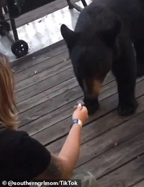 Trả giá vì cho gấu ăn dưa hấu rồi chụp ảnh khoe trên mạng - Hình 3 Tra gia vi cho gau an dua hau roi chup anh khoe tren mang-Hinh-3