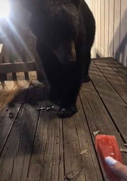 Trả giá vì cho gấu ăn dưa hấu rồi chụp ảnh khoe trên mạng Tra gia vi cho gau an dua hau roi chup anh khoe tren mang