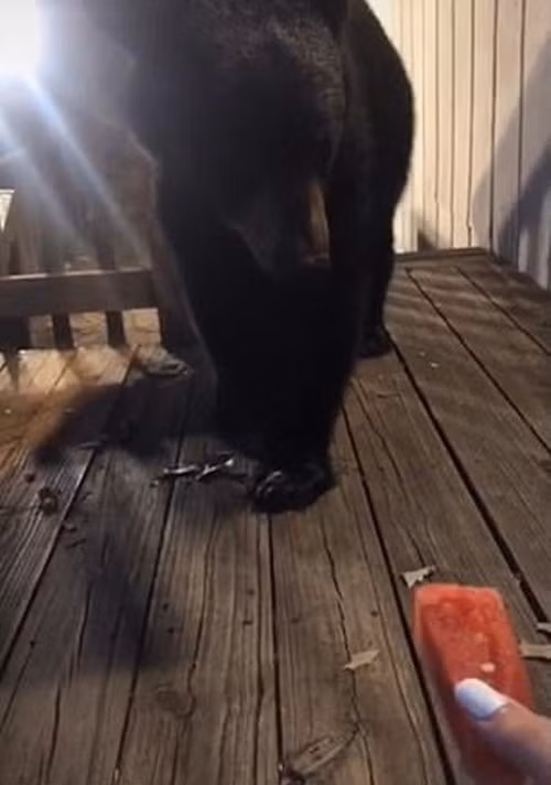 Tra gia vi cho gau an dua hau roi chup anh khoe tren mang