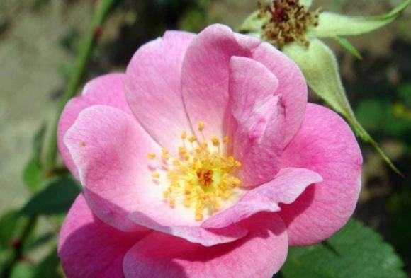 Nguoi co ngay sinh am lich nay luon phat tai mot cach am tham