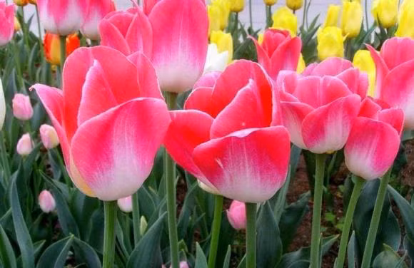 Nguoi co ngay sinh am lich nay luon phat tai mot cach am tham-Hinh-4