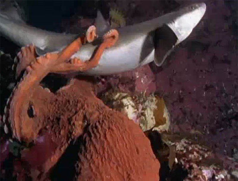 Video: Kinh hoang canh bach tuoc khong lo san giet ca map