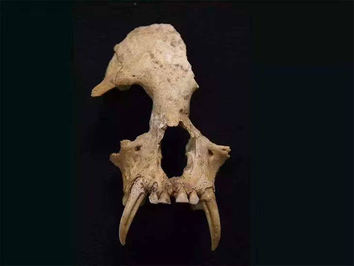 Thú cưng quý hiếm của Hạ Cơ phu nhân có thể là cống phẩm được các địa phương khác tiến cống cho hoàng tộc nhà Tần. Sau đó, nó được đem tặng cho bà nội Tần Thủy Hoàng. Tuy nhiên, loài vượn Junzi imperialis đã tuyệt chủng từ lâu. Các chuyên gia suy đoán nguyên nhân khiến nó biến mất có thể là do các hoạt động của con người như săn bắn và nạn chặt phá rừng.