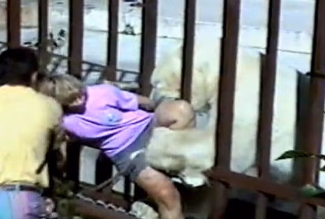 Năm 1994, du khách người Úc, Kathryn Warburton, đã leo qua hai hàng rào bảo vệ để chụp ảnh Binky, một chú gấu Bắc Cực nặng gần 550kg. Con gấu thò đầu qua song chuồng và ngoạm được cô (Theo: Zing)