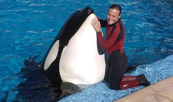 Với trọng lượng 5.443kg, Tilikum là con cá voi sát thủ lớn nhất sống trong điều kiện nuôi nhốt, kích cỡ của nó tương đương với một con voi đực châu Phi trưởng thành. Dù Tilikum đã được huấn luyện, không huấn luyện viên nào được phép xuống nước cùng nó do kích cỡ khổng lồ của nó. Năm 1991, một huấn luyện viên trẻ tên Keltie Byrne đã ngã xuống hồ nước, chúng đã vờn Keltie Byrne cho tới lúc cô chết đuối
