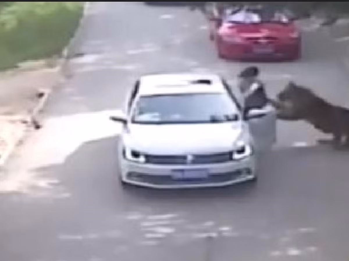 Tờ News.com.au đưa tin, hồi tháng 7/2016, một người phụ nữ Trung Quốc tên Zhao và mẹ cô đã bị hổ tấn công khi đang lái xe qua khu vực chuồng hổ tại côngviên Thế giới động vật hoang dã Badaling gần Bắc Kinh. Vụ tấn công khiến mẹ cô Zhao thiệt mạng, còn bản thân cô bị thương nặng