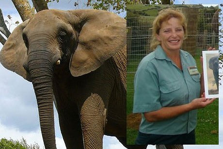 Năm 2012, một vụ việc thương tâm khác do chú voi Mila, một chú voi châu Phi 39 tuổi từng dành 3 thập kỷ biểu diễn trong rạp xiếc, gây ra. Giám đốc sở thú, Helen Schofield, đã lên kế hoạch đưa nó tới một khu bảo tồn ở California. Tuy nhiên do hậu quả của những tổn thương tâm lý khi ở rạp xiếc (nơi voi thường bị ngược đãi), Mila đã bóp chết Schofield bằng vòi (Theo: Zing)