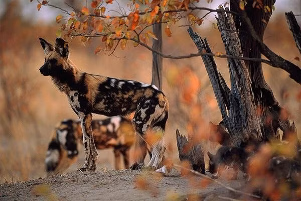 Chó hoang châu Phi có kích cỡ bằng chó nhà hạng trung. Chúng đi săn theo đàn với bộ hàm khỏe mạnh để xé xác con mồi. Năm 2012, mẹ cậu bé Maddock Derkosh đặt cậu ngồi lên hàng rào ở khu trưng bày chó hoang. Không may, cậu bé ngã xuống lưới bảo vệ và sau đó văng vào khu chuồng nuôi. Lập tực có 3 con chó xông tới tấn công vào đầu và ngực cậu bé, vụ tấn công đã khiến câu bé tử vong