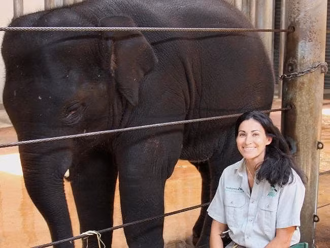 Cũng trong năm 2012, một nhân viên sở thú tại Sydney đã bị thương nặng do bị tấn công trong quá trình huấn luyện một chú voi tự tắm rửa. Cô đã bị chú voi cùng vòi ghì chặt vào những chiếc cột kim loại gần đó. May mắn nữ nhân viên đã thoát chết sau vụ tấn công trên (Theo: News.com.au)