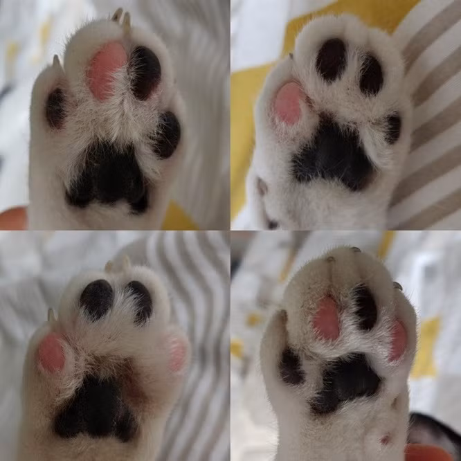 Chú mèo với những đốm đệm thịt khác màu trông thật khác biệt.