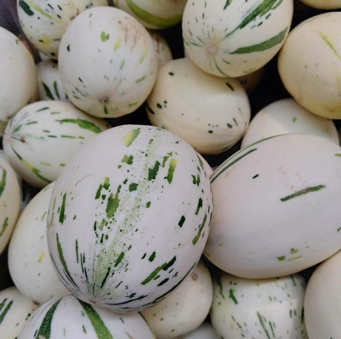Những quả dưa này bị "bay màu" một cách kỳ lạ.