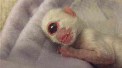 Bi an quai vat mot mat mang ten Cyclops-Hinh-3