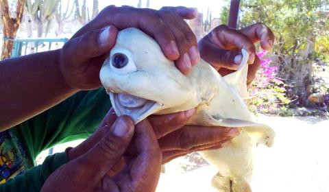 Bi an quai vat mot mat mang ten Cyclops-Hinh-2