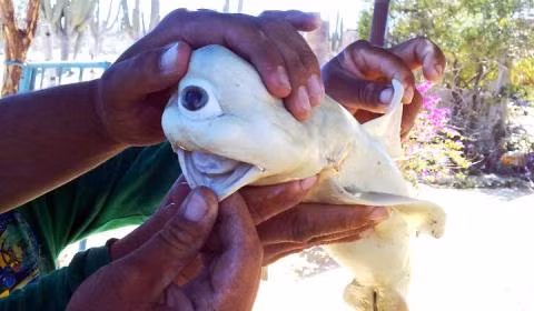 Bi an quai vat mot mat mang ten Cyclops-Hinh-2