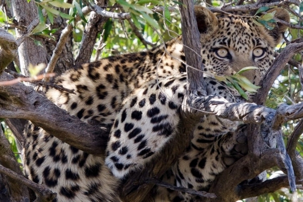 Báo hoa cắn chết bé trai 2 tuổi trong công viên Bao hoa can chet be trai 2 tuoi trong cong vien