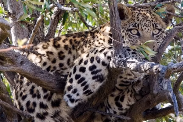 Bao hoa can chet be trai 2 tuoi trong cong vien