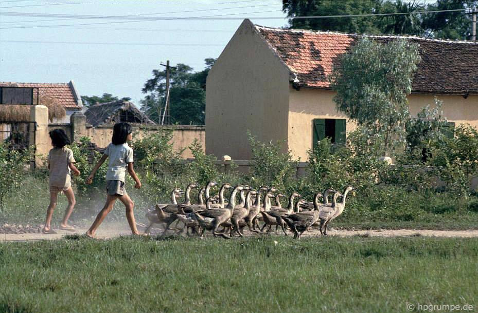 Ngoài rắn, người dân làng Lệ Mật cũng nuôi nhiều loại gia cầm.