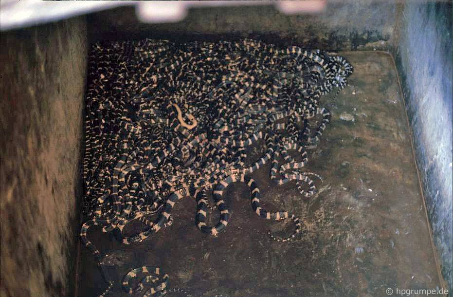 Rắn lúc nhúc trong một bể nuôi rắn.