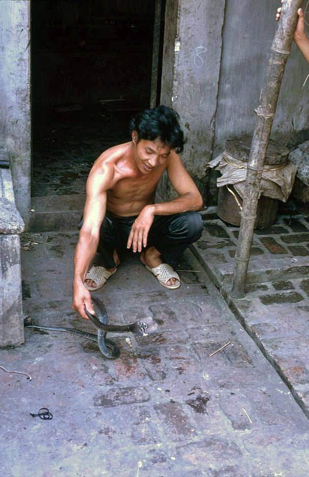 Trai làng đùa giỡn với một con rắn hổ mang.